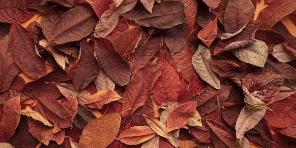 צעדים ראשונים לאחר הפטירה